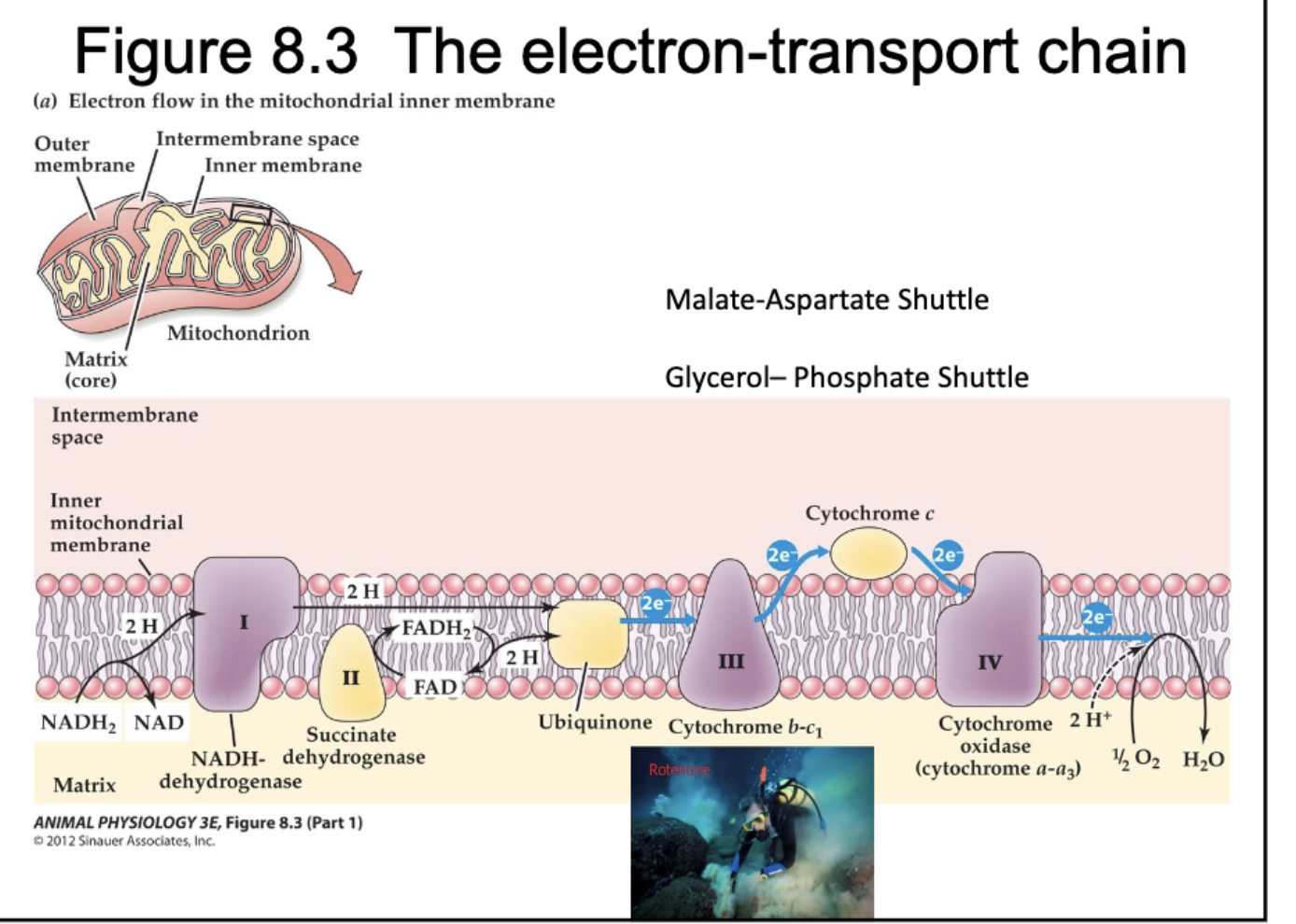 <ul><li><p>happens in mitochondrial inner membrane </p></li><li><p>membrane spanning proteins remove e- from NADH2 + FADH2 through them to O2 (the final e- acceptor)</p><ul><li><p>series of handoffs of e- along inner mitochondrial membrane </p></li></ul></li></ul><p></p><p>FINISH!!!- need to know complexes/order of operations?????????</p><p></p><ul><li><p>malate-aspartate shuttle</p></li><li><p>glycerol-phosphate shuttle </p></li></ul><p></p><ul><li><p>0.8 L of water generated by removing e- form cells (water is produced)</p></li></ul><ul><li><p><strong>O2 = final e- acceptor </strong></p></li><li><p>coupled w/ <strong>oxidative phosphorylation</strong></p></li></ul><p></p>
