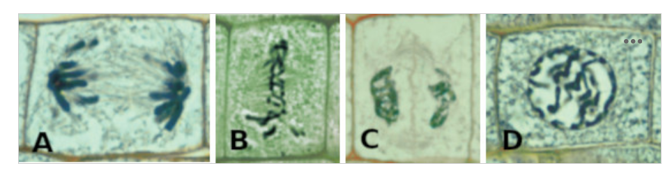 <p>Plant Mitosis Images – The above image shows the 4 basic stages of mitosis, but not necessarily in the proper order. The stage indicated by the letter A is</p>