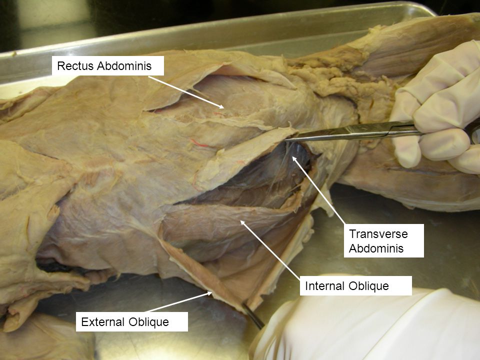 Internal oblique Function
