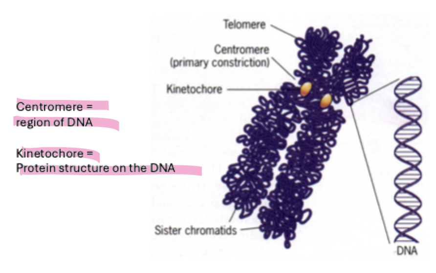 <p>centrosomes consist of a pair of centrioles (structures that secrete microtubule proteins)</p><p></p><p>a centromere is the middle region of chromosomes where sister chromatids join</p>