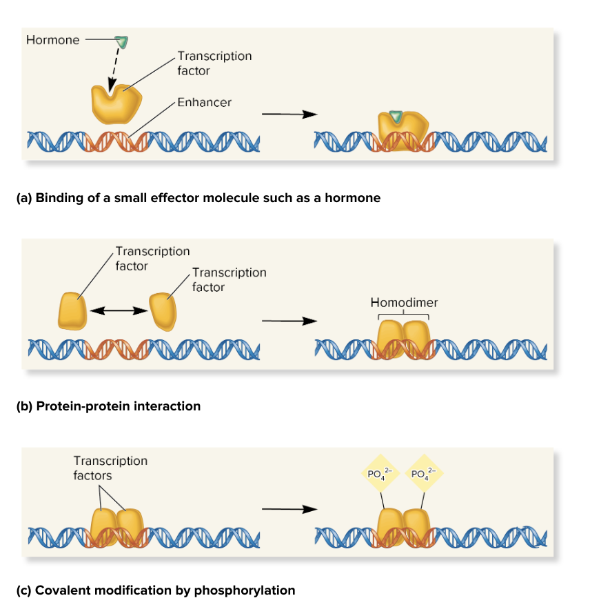 <ul><li><p class="">binding a small effector molecule (e.g., hormone)</p><ul><li><p class="">small molecule binds RTF, changing its ability to bind DNA</p></li></ul></li><li><p class="">protein-protein interaction</p><ul><li><p class="">RTF can form interactions with each other (e.g., dimerization), influencing their fx and DNA binding</p></li></ul></li><li><p class="">covalent modifications (e.g., phosphorylation)</p><ul><li><p class="">chemical changes like phosphorylation (adding phosphate groups) can alter the fx of transcription factors</p></li><li><p class="">e.g., When it is phosphorylated, it can bind to DNA and activate transcription</p></li></ul></li></ul><p class=""></p>