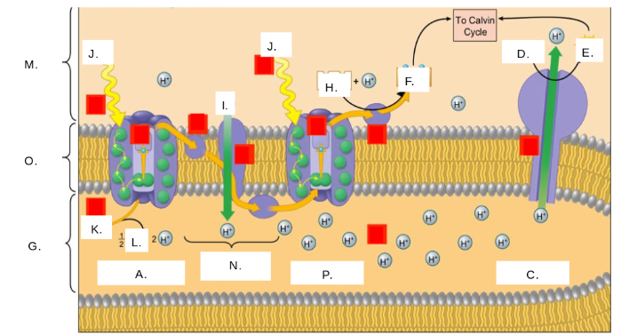 <p>photosystem II</p>