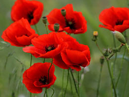 <p>die Brille/ <span>die Brille</span><span style="line-height: inherit;"><span>n</span></span></p>