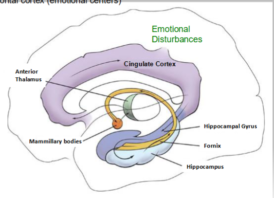 <p><span style="color: #fcf7f7">Proposed circuit for emotional processing</span><span style="color: #fcf7f7"><br><br></span></p><p><span style="color: #fcf7f7">• The “Limbic Lobe” (forms a rim, “limbus”, around corpus callosum and diencephalon)</span><span style="color: #fcf7f7"><br></span><span style="color: #fcf7f7">• Main pathways to and through the hypothalamus</span><span style="color: #fcf7f7"><br></span><span style="color: #fcf7f7">• Consists of Cingulate cortex, fornix, thalamus, mammillary bodies, hippocampus</span><span style="color: #fcf7f7"><br></span><span style="color: #fcf7f7">• Missing amygdala, frontal cortex (emotional centers)</span></p>