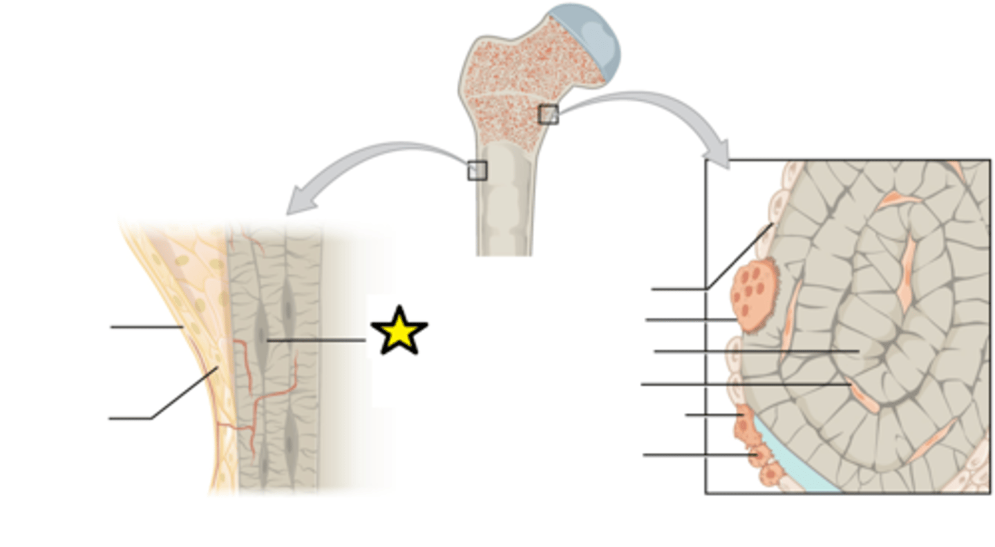 <p>Bone cells in cavities between lamella rings</p>