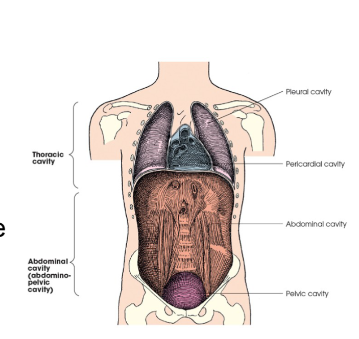 <p>abdominal cavity </p>