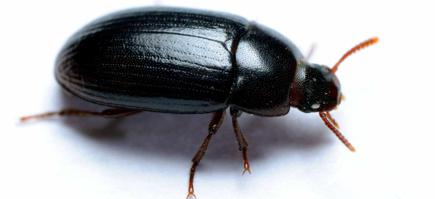 <p>Coleoptera</p><p>darkling beetles</p>