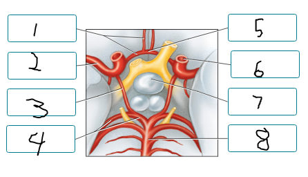 <p>Label the arteries of the cerebral arterial circle and nearby structures.</p><p><span style="font-size: inherit; font-family: inherit"><br></span></p>
