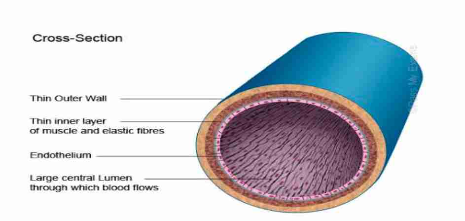 <ul><li><p>These are smaller than arteries but larger than capillaries</p></li><li><p>These have thin elastic walls and are located close to the surface of the muscles.</p></li><li><p>They have a large lumen with valves to prevent the backflow of blood. Blood is pumped under low-pressure</p></li></ul>