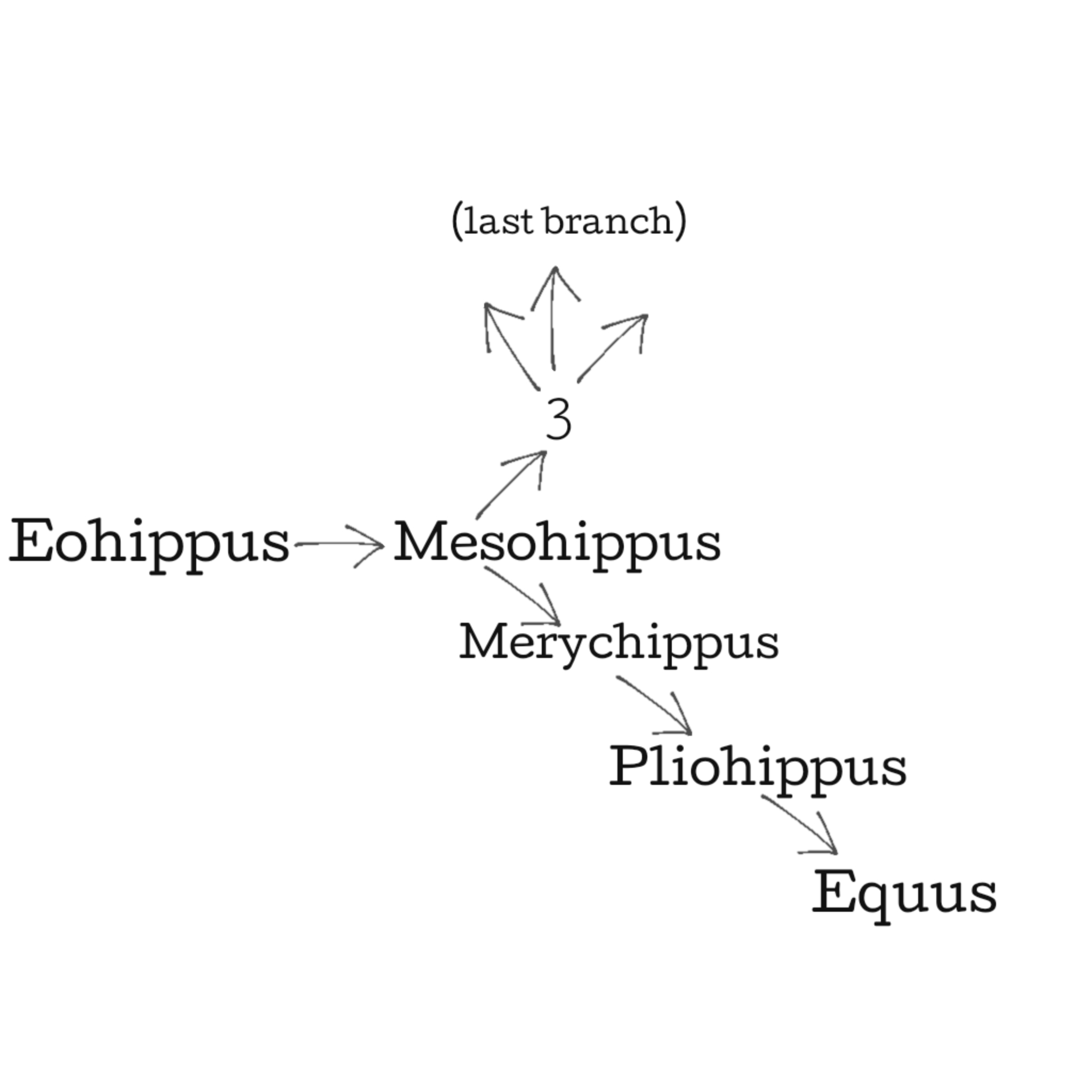 <p>What does the Mesohippus branch off to (#3)? </p>