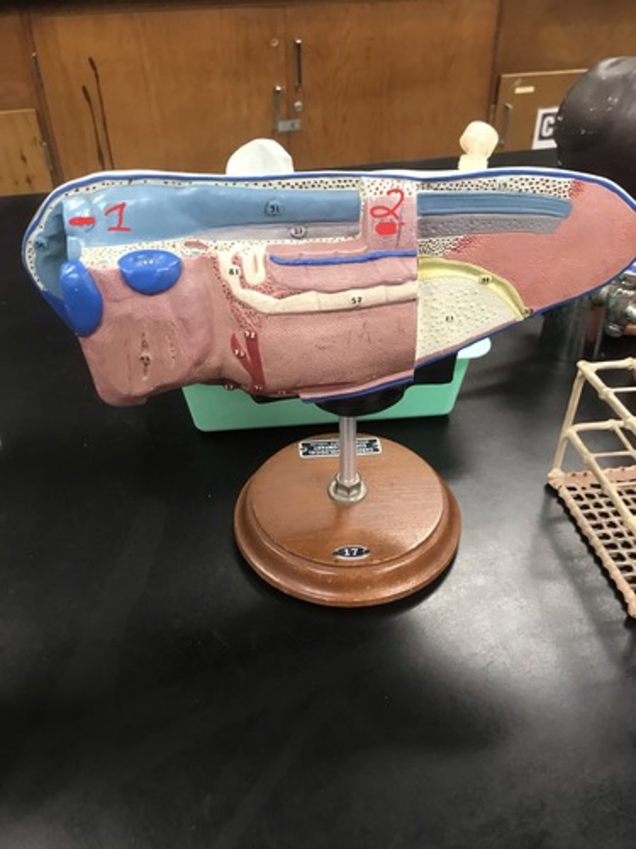 <p>For the following model, give the following:</p><p>1) stage of embryonic development</p><p>2) structures in numerical order</p>