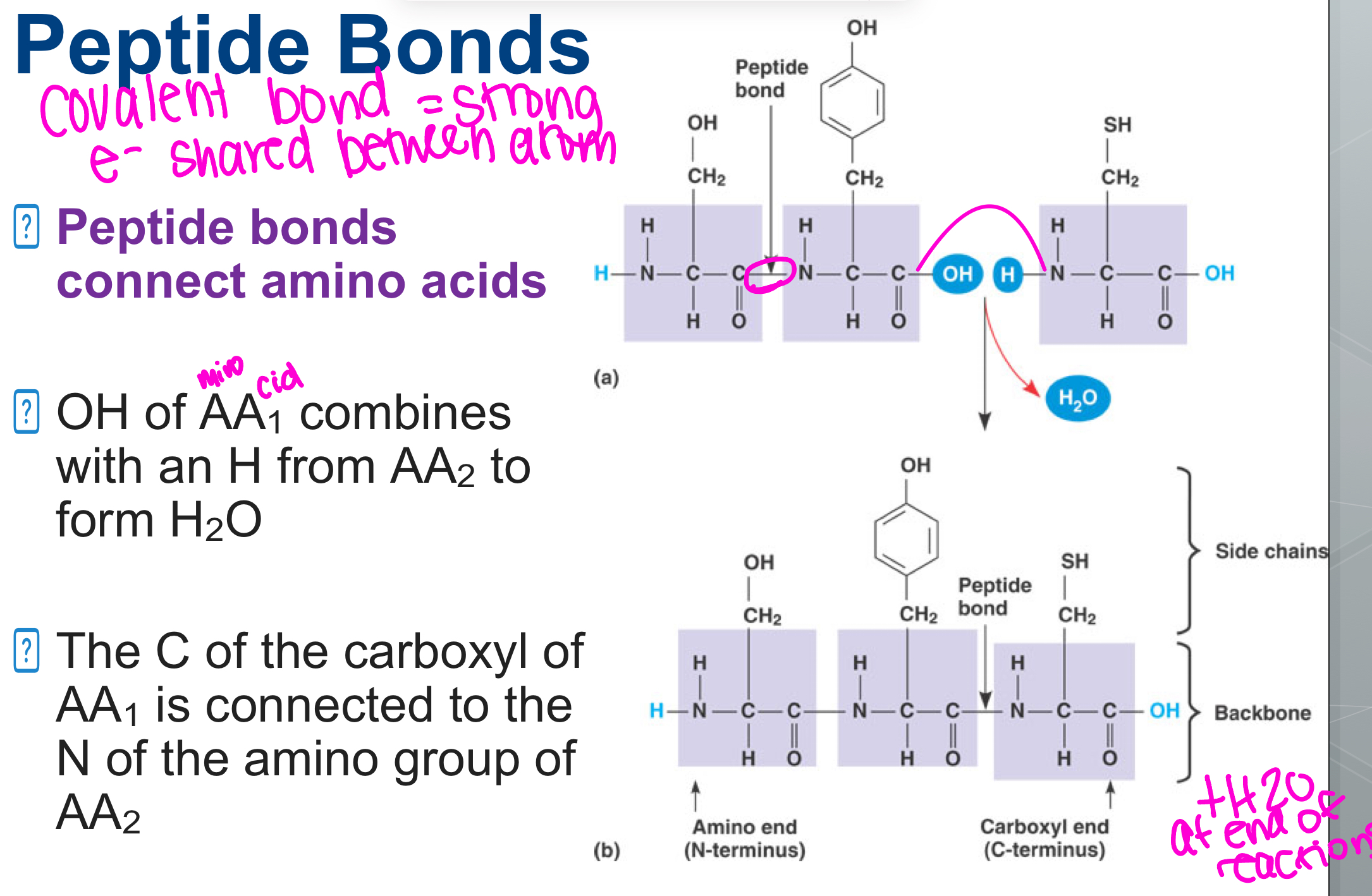 <p>SUB GROUP OF COVALENT BONDS</p><ul><li><p>connect amino acids </p></li><li><p>OH of amino acids combines with an H from AA to form H20 </p></li><li><p>The C if the carboxyl of Amino Acid1 is connected to the N of the amino group 2</p></li></ul><p></p>