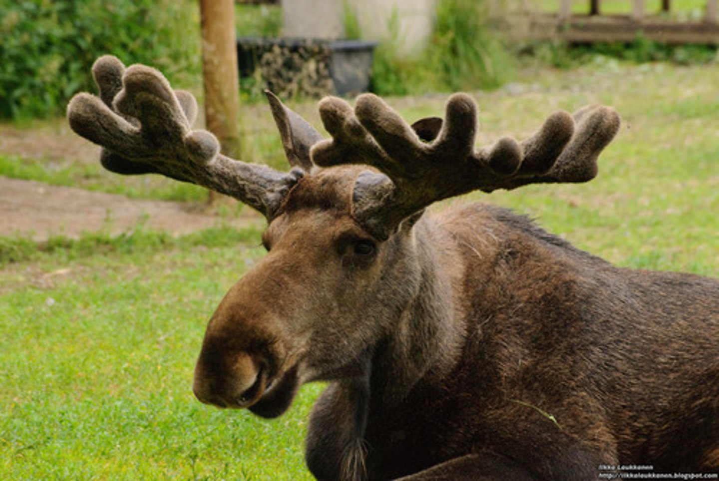 <p>moose</p>