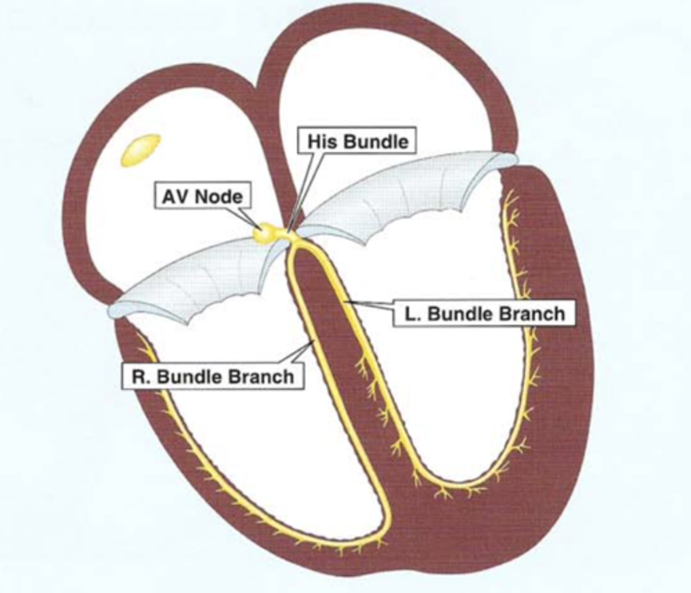 <p>The AV Node is the sole pathway to conduct the depolarization stimulus through the fibrous AV valves to the ventricles.</p>