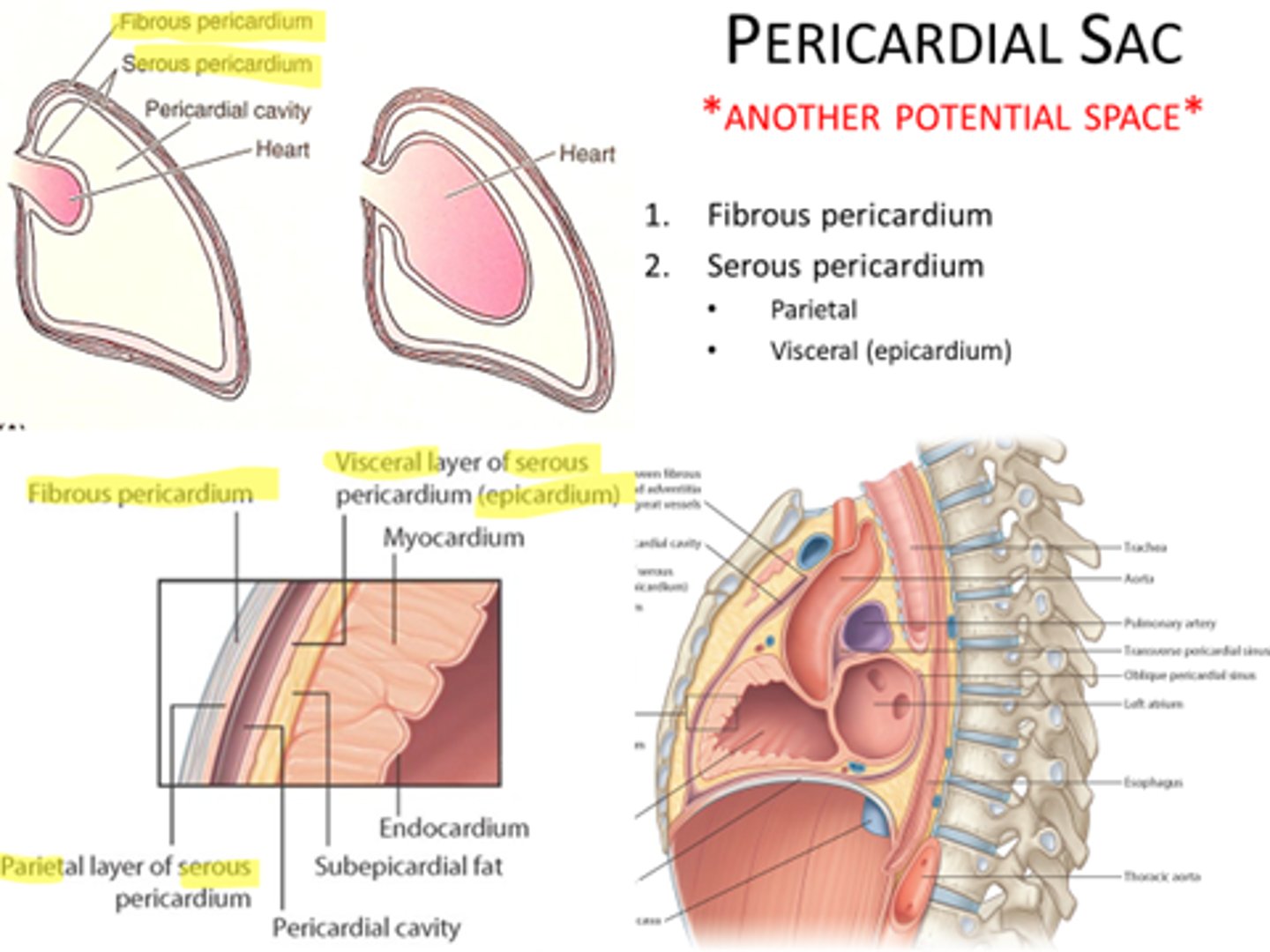 <p>potential space between parietal and visceral layers of serous pericardium</p>