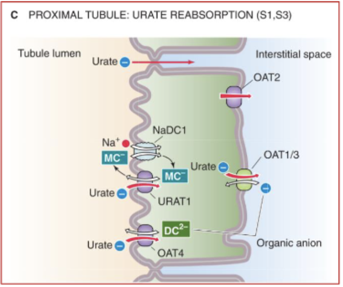 <p>via URAT1 transporters</p>
