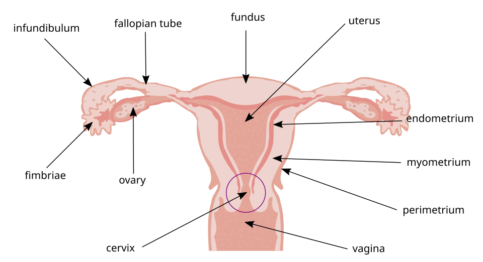 <p>fallopian tubes are connected; the bottom is called the cervix</p>
