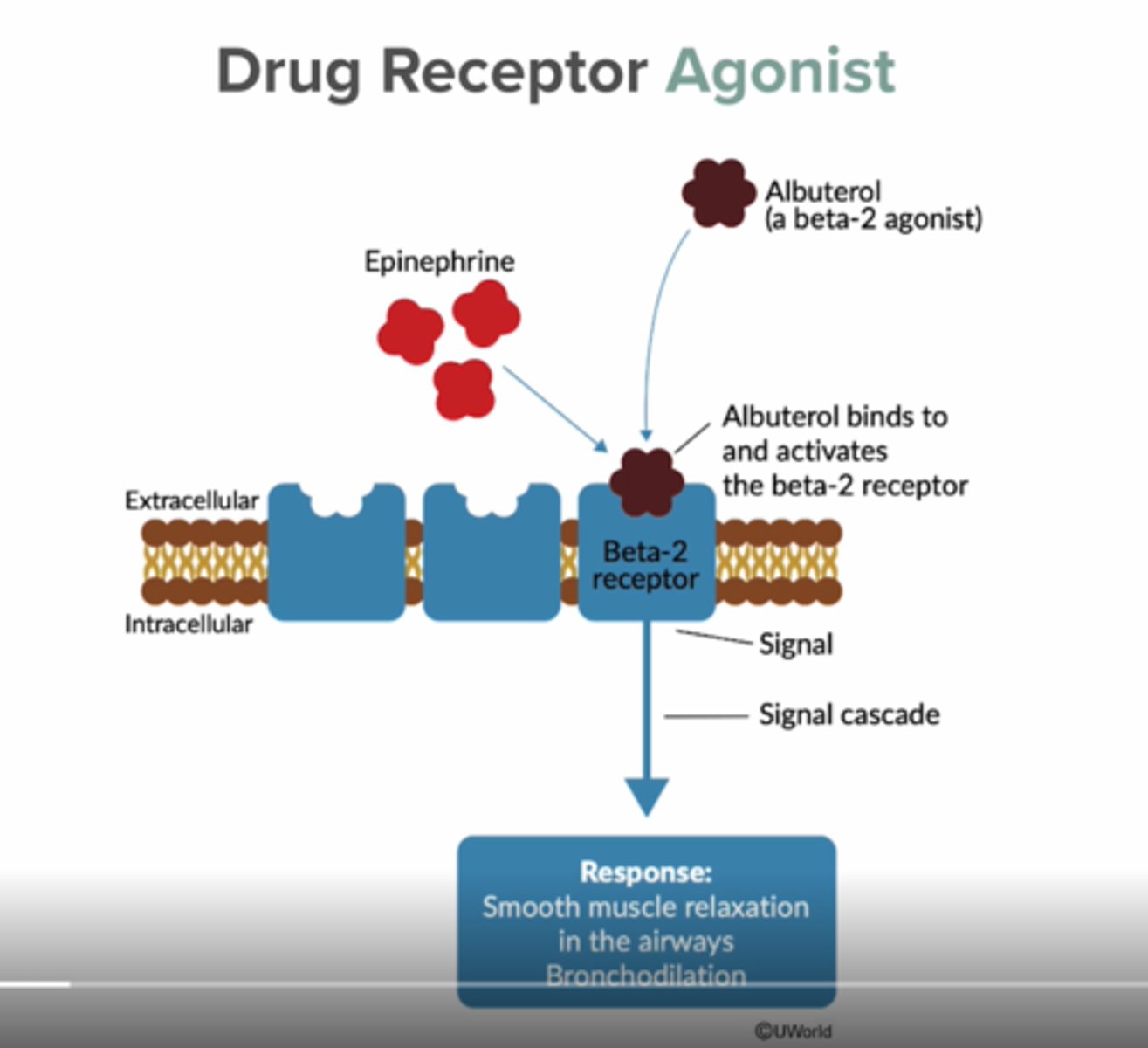 <p>a substance that combines with a receptor to START reaction.</p><p>can be exogenous or endogenous (mimicking an endogenous substrate)</p>