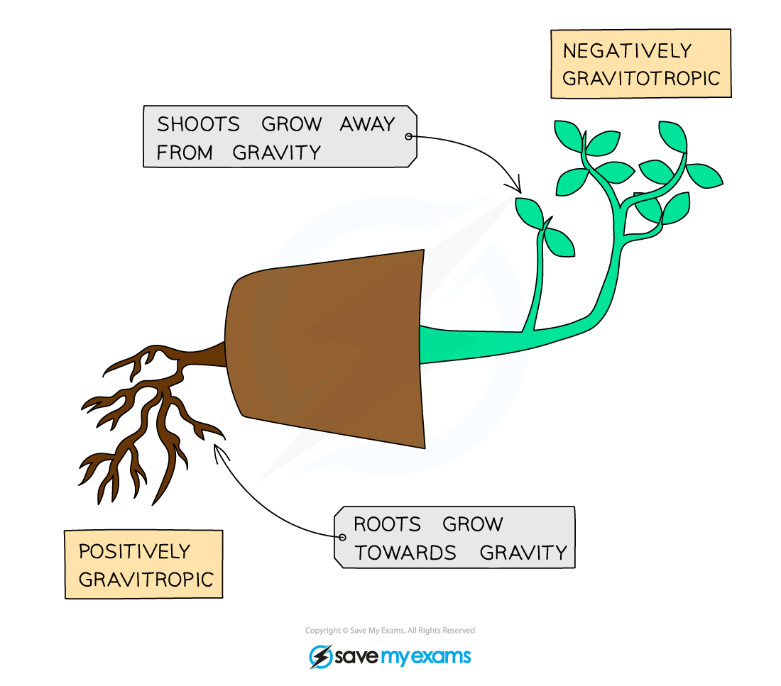 <p>Growth response to gravity</p>