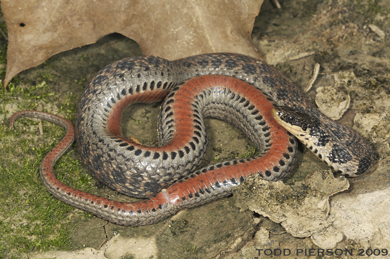 <p>Family Colubridae</p><p>Latin: Clonophis kirtlandii</p><p>Kirtland’s Snake</p>