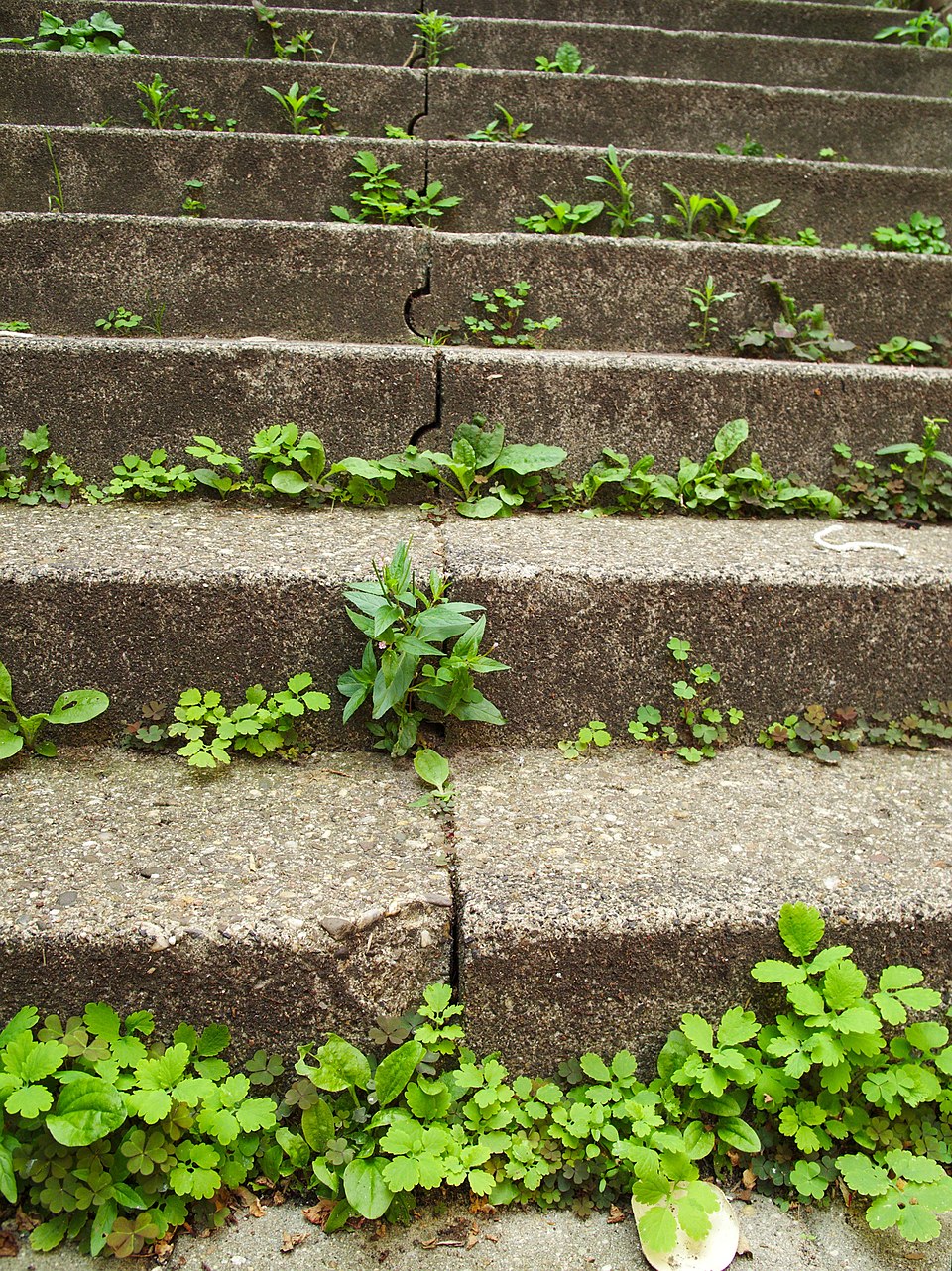 <p>A bunch of weeds</p>