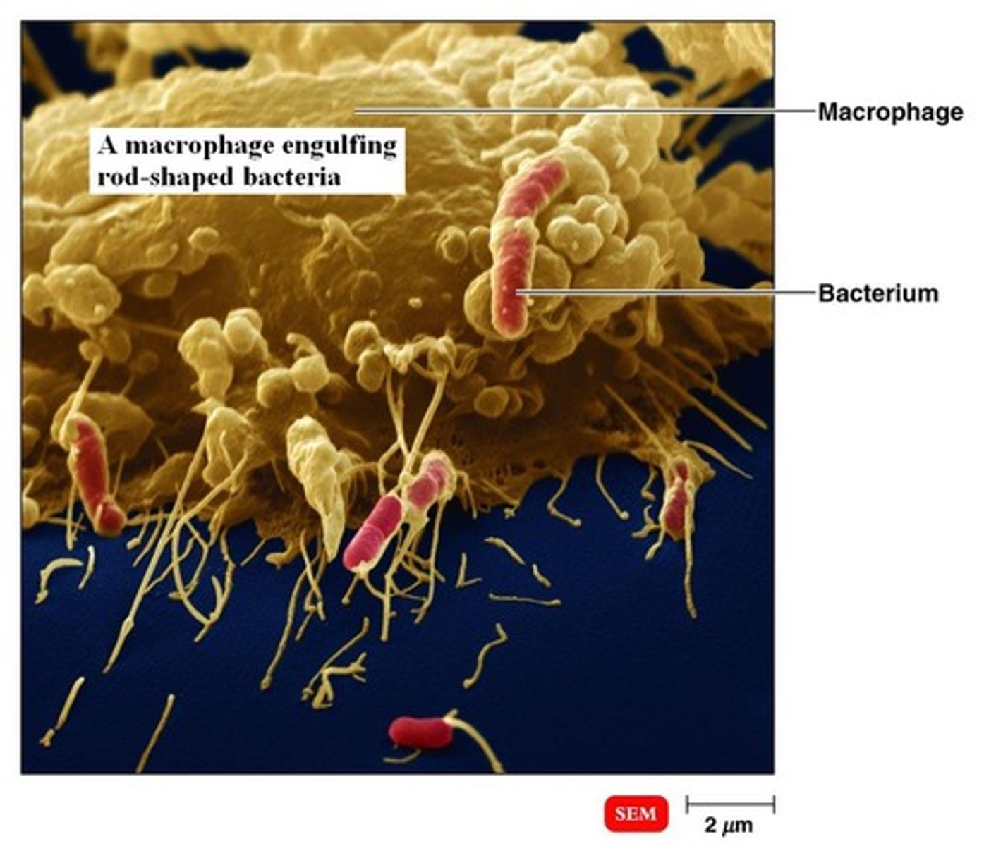 <p>a cell that ingests and destroys(digests) foreign matter or microoraganisms.</p>