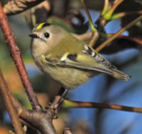 <p>Habitat: Land, främst barr- och blandskog. </p><p>Övrigt: Sveriges minsta fågel. </p><p>Äter olika leddjur som insekter och spindlar. </p><p>De flesta är stannfåglar. </p><p>Kungsfågeln har en gul “krona” på huvudet. </p>