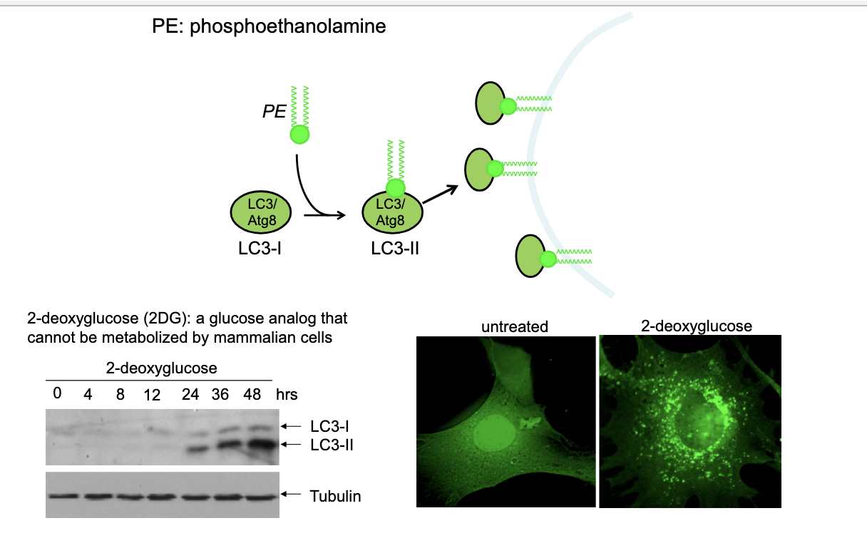 <ul><li><p>LC3-1 + PE → LC3-II → localizes to autophagosomal membrane; serving as marker to visualize autophagy</p></li><li><p>western blot</p><ul><li><p>shows the effect of treating cells with 2DG (glucose analog that CANNOT be metabolized by mammalian cells) → causes energy stress and activates autophagy</p></li><li><p>increasing LC3-I levels over time indicate autophagic activity</p></li><li><p>tubulin is shown as loading control to confirm equal protein loading</p></li></ul></li><li><p>untreated vs 2DG</p><ul><li><p>untreated → minimal LC3 dots</p></li><li><p>treated with 2DG → more LC3 staining → accumulating of autophagosomes due to activated autophagy</p></li></ul></li></ul><p></p>