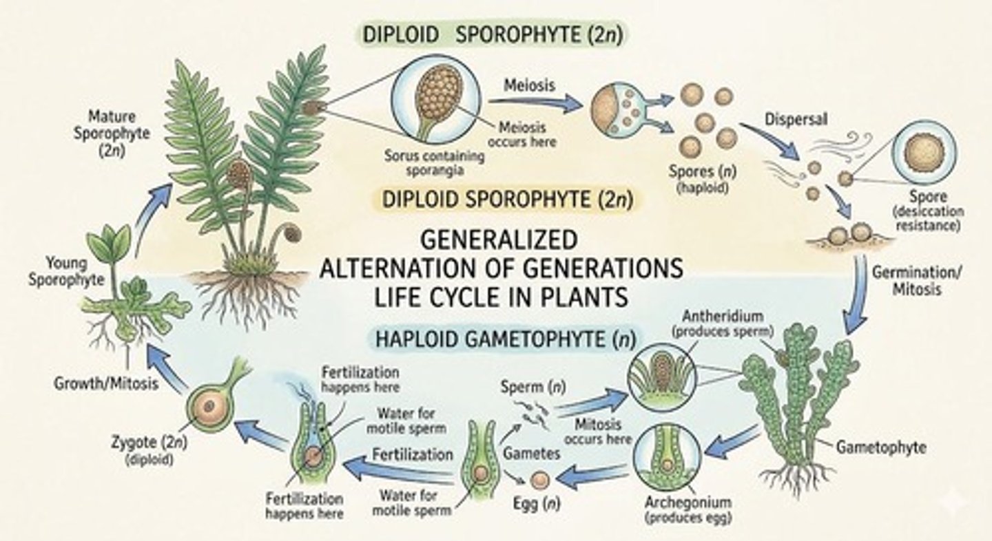 <p>Circular RNA molecules that infect plants, lacking a protein coat and causing disease by disrupting gene expression.</p>