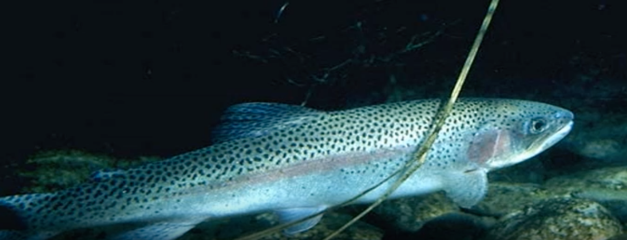 Rainbow trout
