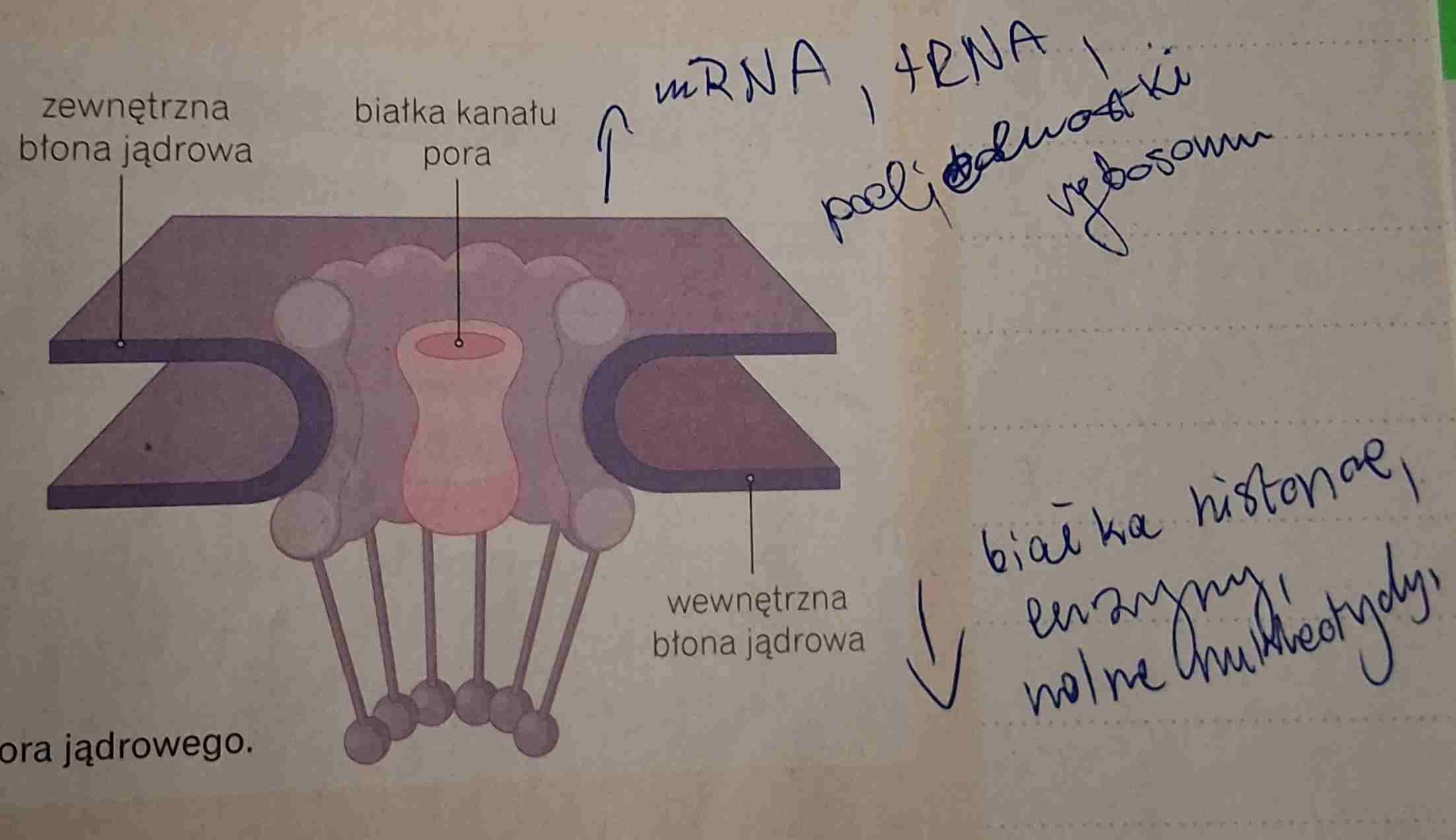 <ul><li><p>liczba porów jądrowych zależy od aktywności metabolicznej komórki – w komórkach o dużej aktywności metabolicznej występuje ich więcej niż w komórkach o małej aktywności </p></li><li><p>z jądra komórkowego do cytozolu są transportowane głównie mRNA, tRNA oraz pod jednostki rybosomów </p></li><li><p>z kolei z cytozolu do jądra komórkowego są transportowane przede wszystkim: białka histonowe, enzymy oraz wolne nukleotydy</p></li></ul>