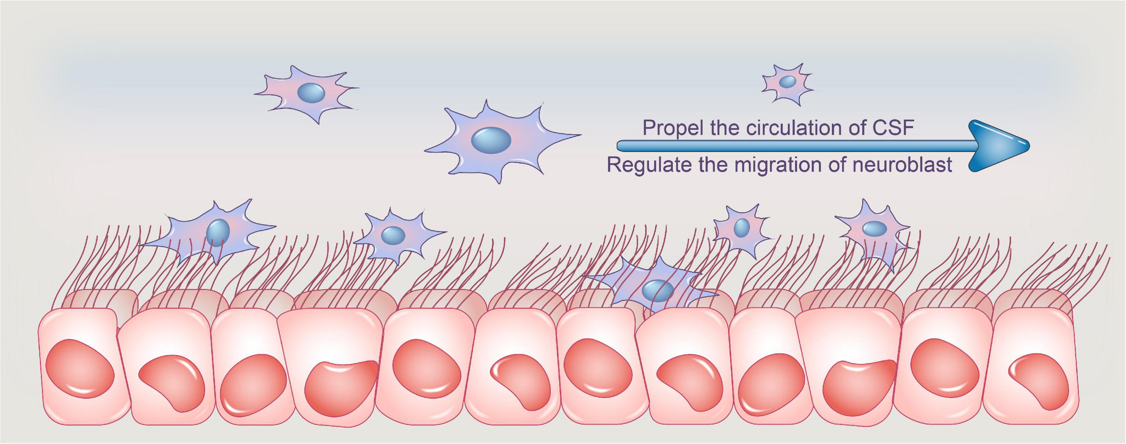 <p>range in shape and are often ciliated; line <u>ventricles of brain</u> and <u>central canal of spinal cord</u></p><ul><li><p>produce cerebrospinal fluid (CSF)</p></li><li><p>help to circulate CSF using cilia</p></li></ul><p></p>