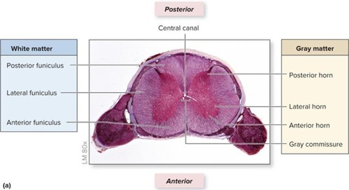 <p>Lateral ventricles → interventricular foramina → 3rd ventricle → cerebral aqueduct → 4th ventricle → median and lateral apertures → subarachnoid space → arachnoid villi → dural venous sinuses</p>