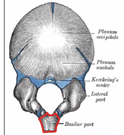 <p>Crece arriba y para adelante, y luego se fusiona con la lámina cuadrilátera del esfenoides. AQUI DESCANSA EL TALLO CEREBRAL. SE ENCUENTRA DE LADO ANTERIOR AL FORAMEN MAGNO</p>