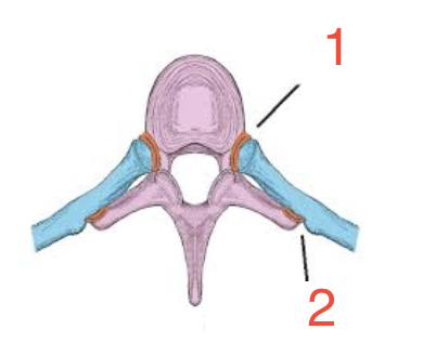 <p>2? </p>