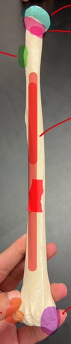 <p>purple highlighted region of the radius</p>