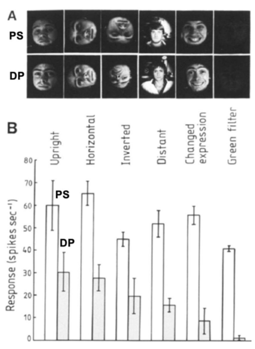 <p>- Some neurons in the inferior temporal love show highly selective responses to individual faces.</p><p>- Highly selective properties have been compared to 'gnostic units' or 'grandmother neurons' (i.e. hypothetical neurons at the end of a processing hierarchy that 'recognise' individual entities (although face cells typically respond to several faces).</p><p>- Areas showing selective responses to faces have also been identified in the human inferior temporal lobe using functional imaging.</p>