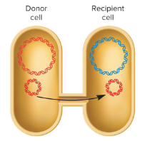 <p>The transfer of genetic material from one bacterium to another that occurs through direct physical contact. This enhances genetic diversity in families.</p><p>In this process, the donor cells transfers a strand of DNA to the recipient. Often, this occurs when a circular segment of DNA known as a plasmid is transferred to the recipient cell.</p><p>Many, not all, species conjugate. However, only certain strains can serve as donor cells.</p>
