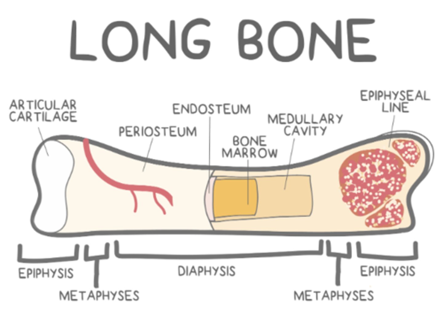 <p>medullary cavity; yellow</p>