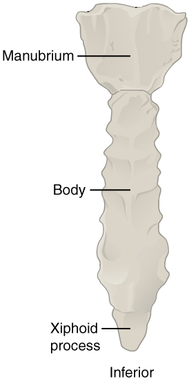 <p>Sternum is divided into the Manubrium, body, and the xiphoid process</p>