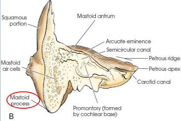 <p>conical process projecting from mastoid portion</p>