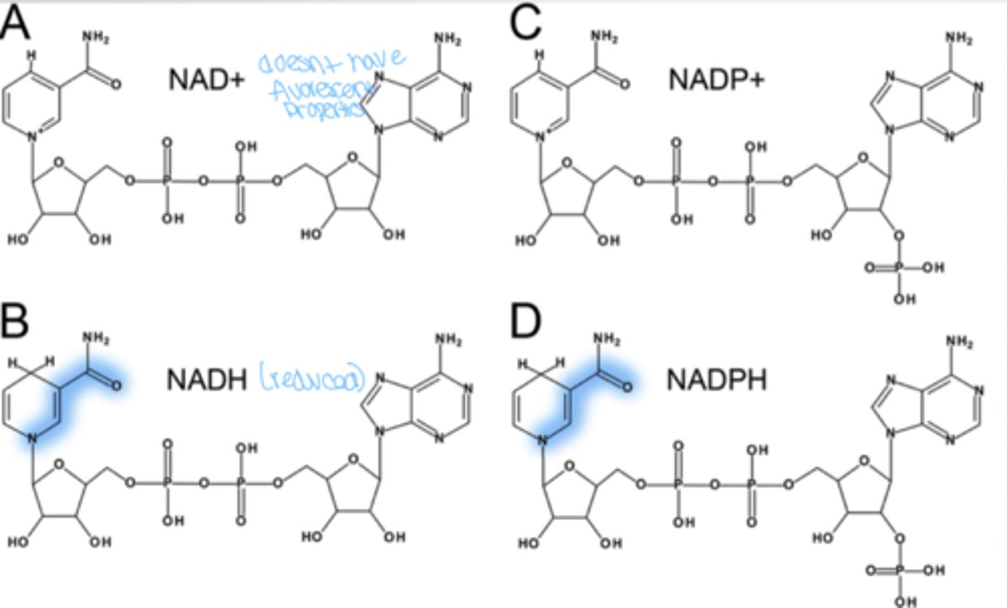 <p>reduced NAD+ (NADH) and NADPH</p>