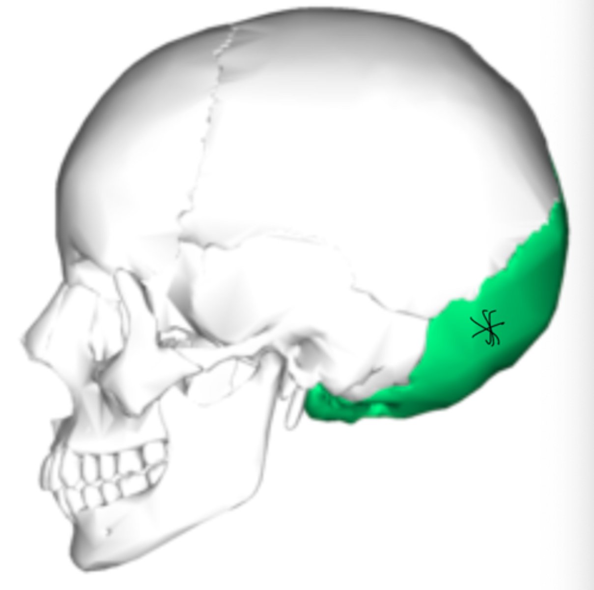 <p>forms the back part of the skull and the base of the cranium</p>