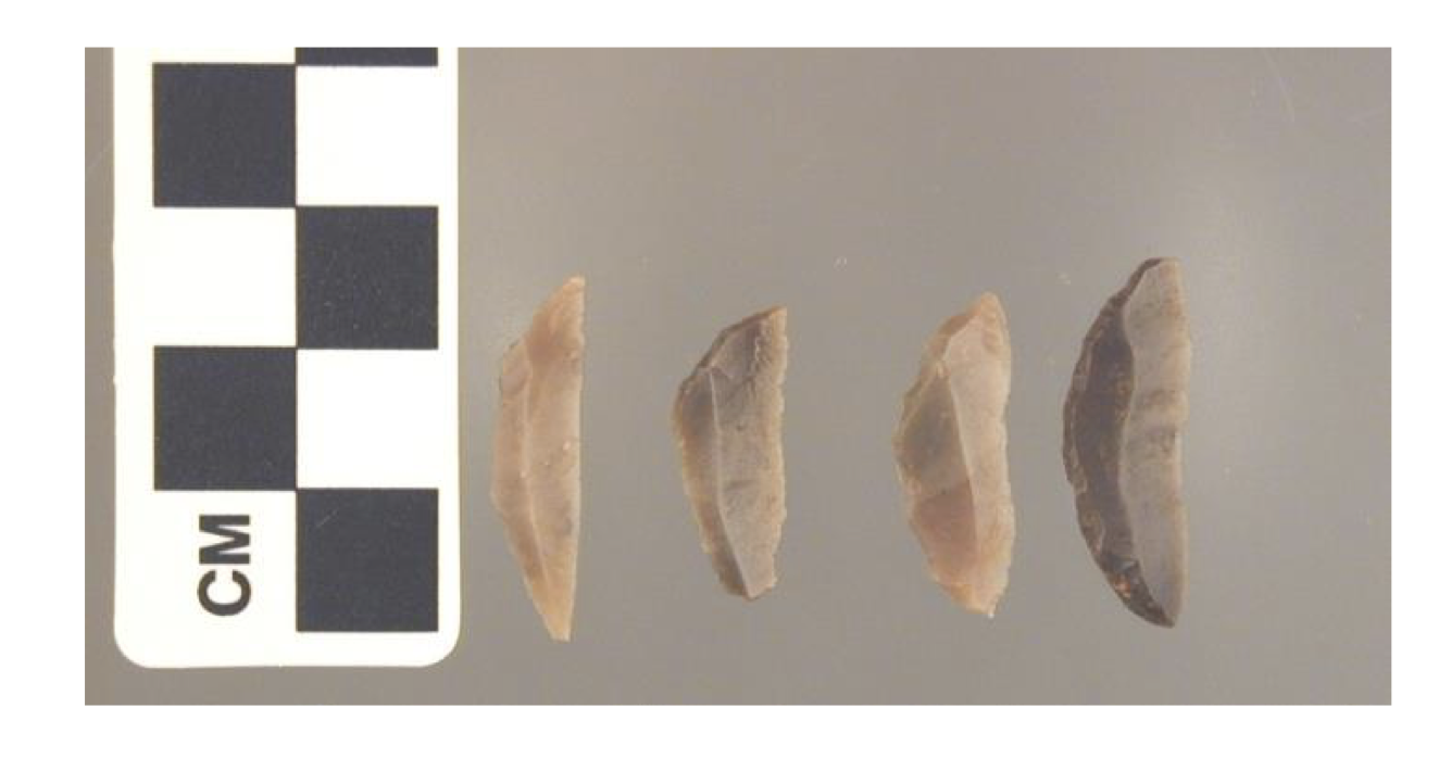 <p><span data-name="bone" data-type="emoji">🦴</span><span>Which hominin likely made this </span></p>