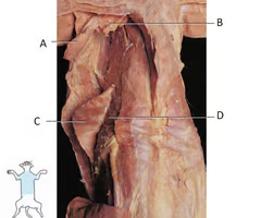<p>What is the muscle indicated by letter D? What is an attachment point and function?</p>