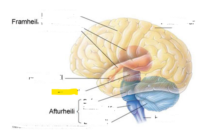<p>Hvaða hlut i heilans er þetta?</p>