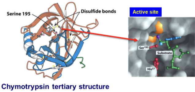 <p>Ser 195 → different from the other serine residues in the enzyme and is a highly reactive nucleophile</p>