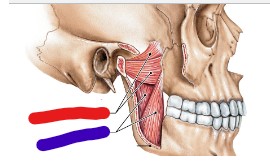 <p>red origin, insertion, action</p>