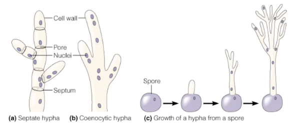<ul><li><p><span>Vegetative hyphae → grow into the surface/food, absorb nutrients (the “feeding” part)</span></p></li><li><p><span>Reproductive (aerial) hyphae → grow upwards, produce spores (the “spreading/reproduction” part)</span></p></li></ul><p></p>