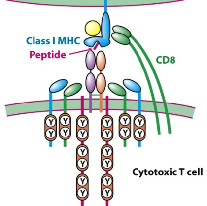 <p>What is the structure of a TCR?</p>